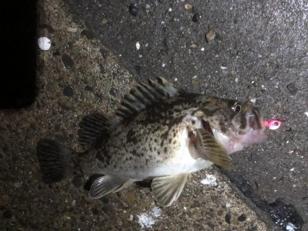 根魚の反応良好